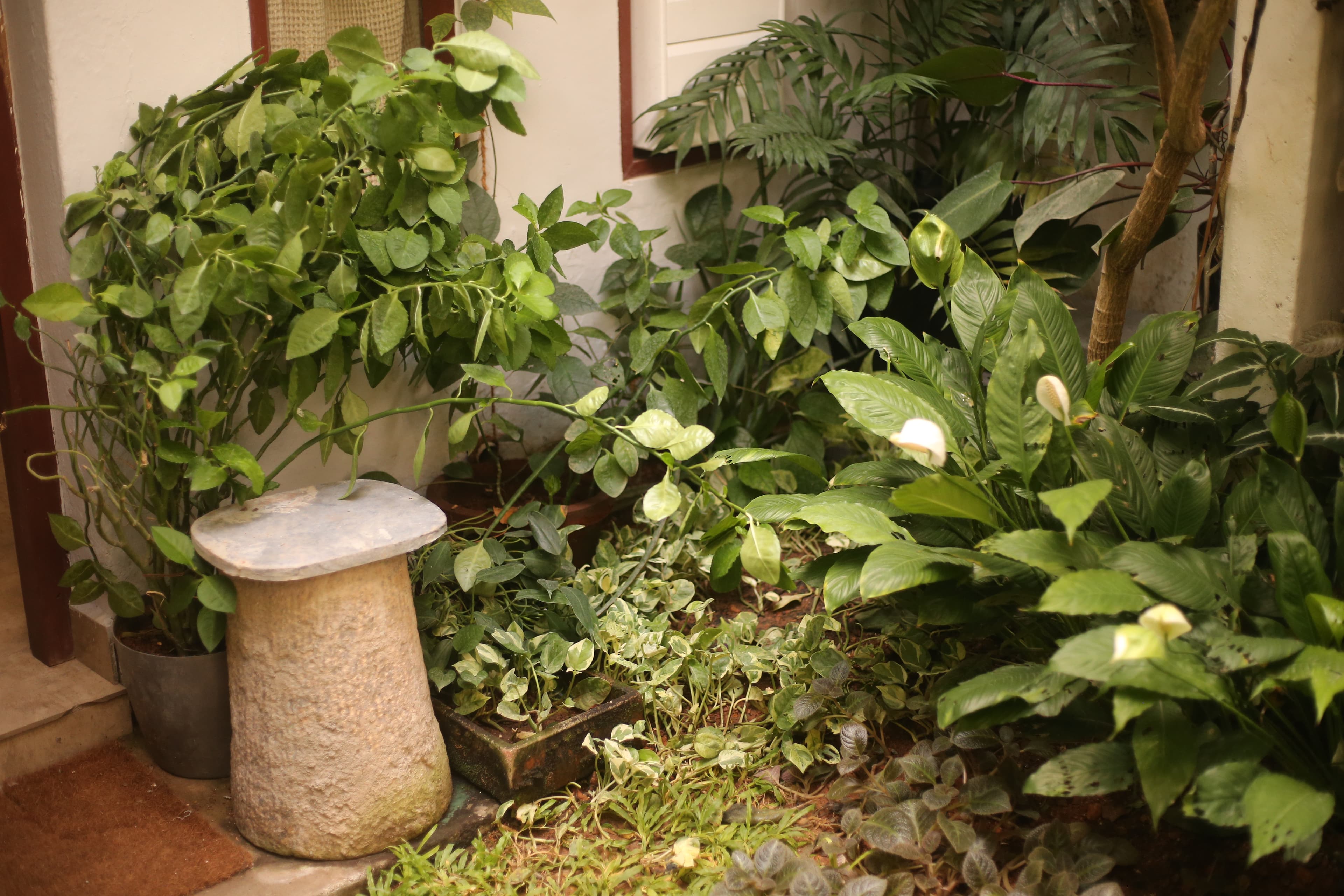 Garden Sanctuary - Image 1
